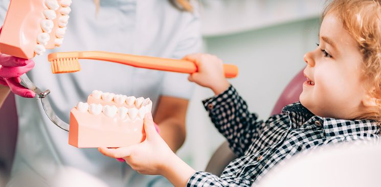 A Small Child Learning How To Brush Teach With A Model Of A Mouth And A Big Toothbrush.